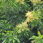 Fraxinus griffithii ᱥᱟᱠᱟᱢ