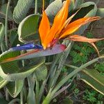 Strelitzia reginae Květ