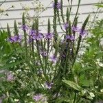 Verbena hastataFlower