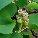 Amelanchier alnifolia फल