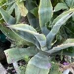 Agave americana Fuelha