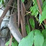 Wisteria sinensis Bark