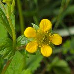 Geum macrophyllum Λουλούδι