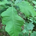 Quercus macrocarpa Blad