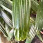 Rhapis excelsa Leaf