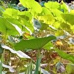 Nelumbo nucifera Blatt