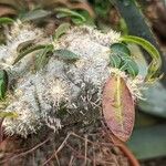 Pachypodium brevicaule Leaf