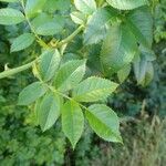 Rosa squarrosa Hoja