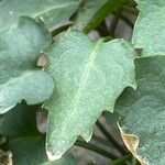 Phyteuma charmelii Folla