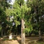 Cupressus pendula 形態