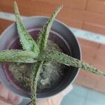 Aloe rauhii 葉