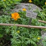 Trollius chinensis عادت داشتن