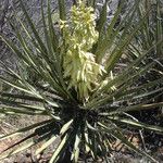 Yucca schidigera Floare