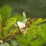 Baphia pubescens Λουλούδι