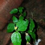 Galinsoga parviflora ফুল