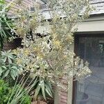 Acacia craspedocarpa Облик