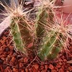 Echinocereus stramineus Foglia