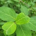 Viburnum prunifolium Leaf