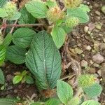 Acalypha aristata Hoja