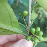 Cestrum schlechtendalii Fruit