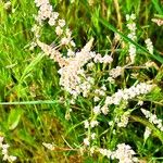 Sesamoides purpurascens 花