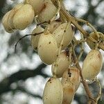 Toona ciliata Fruit