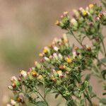 Inula conyza Flor