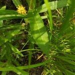 Lysimachia thyrsiflora Blatt