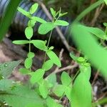 Hypericum mutilum Hoja