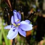 Orthrosanthus multiflorus Květ