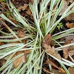 Liriope spicata Folla