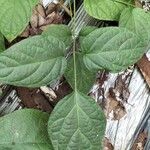 Oroxylum indicum Leaf