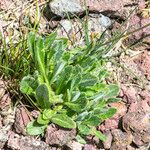 Biscutella arvernensis Nyingine