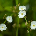 Sagittaria graminea 花