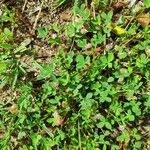 Trifolium tomentosum Прочее