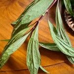 Ayapana triplinervis Leaf