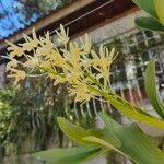 Dendrobium speciosum Flower