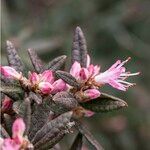 Rhododendron pubescens Flor