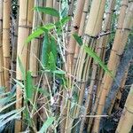 Guadua angustifolia Yaprak