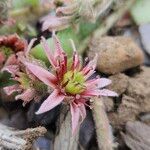 Sempervivum montanum Flor