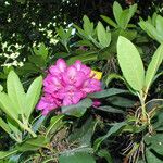 Rhododendron catawbiense Květ