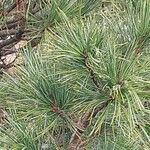 Pinus cembra ഇല