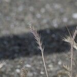 Festuca ambigua Flower