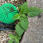 Physalis pubescens Blatt