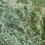 Artemisia ludoviciana 葉