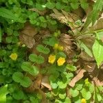 Lysimachia nummulariaFlower