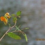 Impatiens capensis Flower