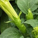 Datura innoxia Çiçek