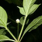 Alternanthera lanceolata Fuelha