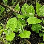 Salvia glutinosa Blatt